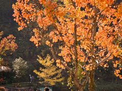 -塔川景区