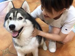 -more than meow吴止猫主题餐厅(承德 中船汇店)