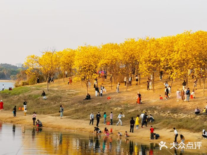 松山湖南湖湾露营营地图片