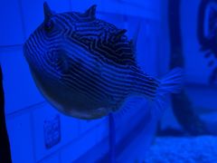 -瑞普利水族馆