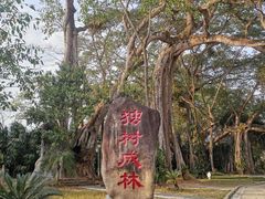 -瑞丽独树成林风景区