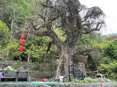 -三峡人家风景区
