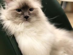 -安格丽娜·狗咖·猫咖羊驼咖(春熙路百盛商场店)