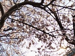 -桃花堤公园