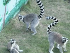 -西霞口神雕山野生动物世界