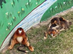 -西霞口神雕山野生动物世界