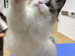 -屋虎猫馆(宝安大仟里店)