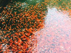 -普陀山风景名胜区-法雨禅寺