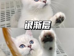 -lincat·猫舍(广州店)