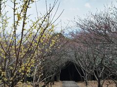 -香雪海