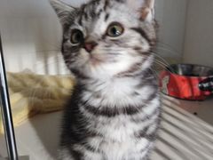 -东方名猫馆·英短金渐层布偶猫舍(环线广场1号楼店)