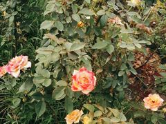 -亚龙湾国际玫瑰谷