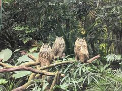 -广州长隆野生动物世界