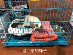 -翊宠yipet猫狗购宠庄园犬舍•猫舍