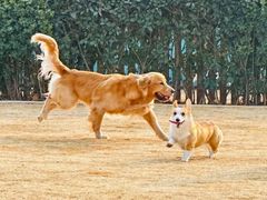-趣玩宠物乐园寄养训犬训狗游泳池