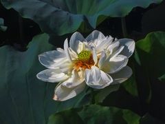 -荷塘月色湿地公园·向阳花洲