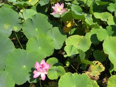 -天津东丽湖风景区