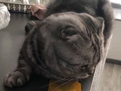 -宠福鑫康馨动物医院·骨科·眼科