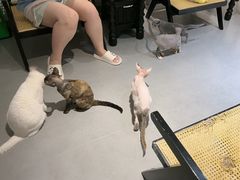 -琪喵猫屋·撸猫猫咖·猫舍