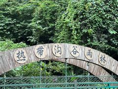 -西双版纳原始森林公园