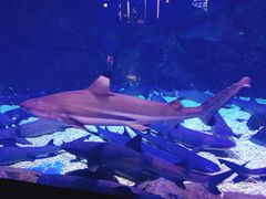 -烟台海昌鲸鲨海洋公园