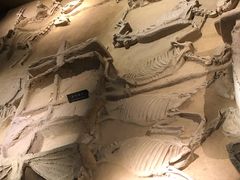 -洛阳周王城天子驾六博物馆