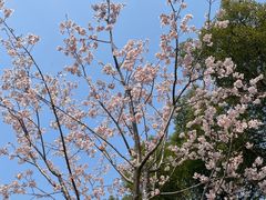 -顾村公园