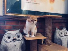 -more than meow吴止猫主题餐厅(承德 中船汇店)