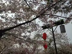 -武汉大学-樱园