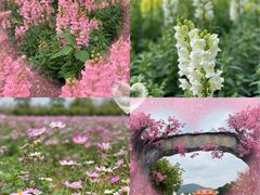 -天适樱花悠乐园