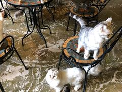 -猫猫幼稚园·撸猫·桌游·电玩