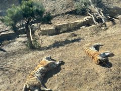 -大连森林动物园