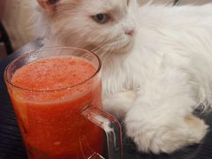 -猫小院猫主题咖啡厅(北锣店)