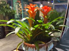 -胖老汉新疆特色椒麻鸡(南门店)