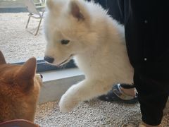 -J Create城市露营咖啡·简餐·宠物(上海动物园店)