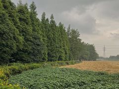 -桤木河湿地公园