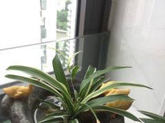 -新湖明珠城