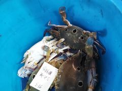 -蓝湾碧波·老字号·疍家非遗海上餐厅