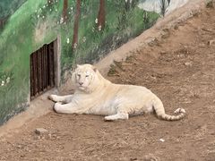 -西霞口神雕山野生动物世界