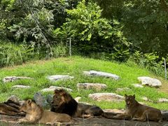 -北京野生动物园