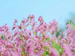 -花开海上生态园