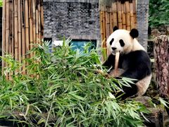 -都江堰中华大熊猫苑