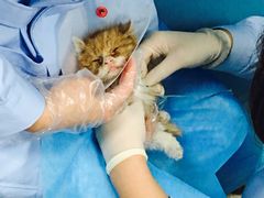 -纳吉亚猫专科动物诊疗中心(蒋宅口分院)
