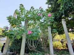 -东莞市可园博物馆