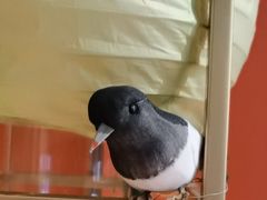 -了凡国风主题茶馆·咖啡(武侯祠锦里店)