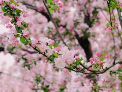 -海棠花溪(元大都城垣遗址公园)