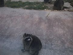 -泉州海丝野生动物世界