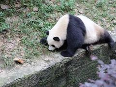 -成都大熊猫繁育研究基地