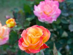 -人民公园(罗湖区)