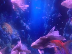 -秦皇岛新澳海底世界